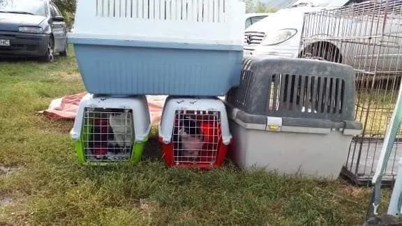 FOTO| Aproape 200 de câini și pisici au fost sterilizați gratuit, la Brănișca