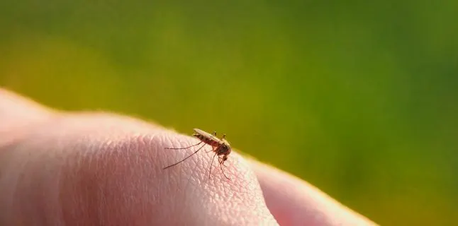Un hunedorean, infectat cu West Nile. O altă persoană din județ este suspectată că ar fi contractat virusul
