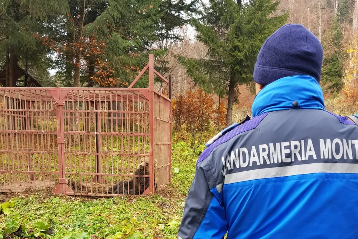 FOTO| Jandarmii hunedoreni au ajutat la capturarea unui urs în Apuseni