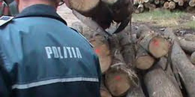 A tăiat arborii fără a deține autorizație