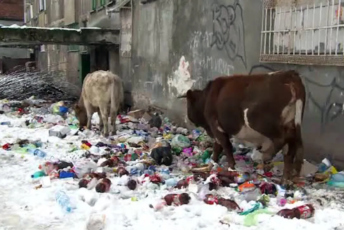 VIDEO: Vacile maidaneze caută mâncare într-un bloc dezafectat