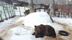 Comparație ironică între ursul Baloo și parlamentarii români