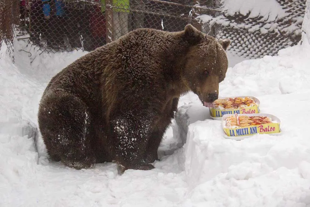 Baloo a împlinit 19 ani