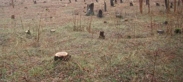 Zeci de salcâmi, puși la pământ la Pui. Polițiștii au aflat cine a tăiat ilegal arborii