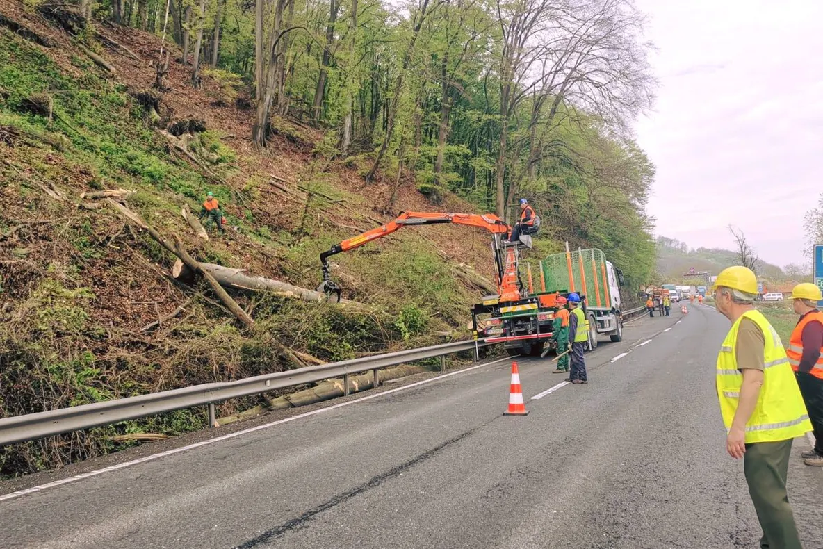 FOTO| Drumarii au curățat DN 7 de copacii care riscau să se prăbușească