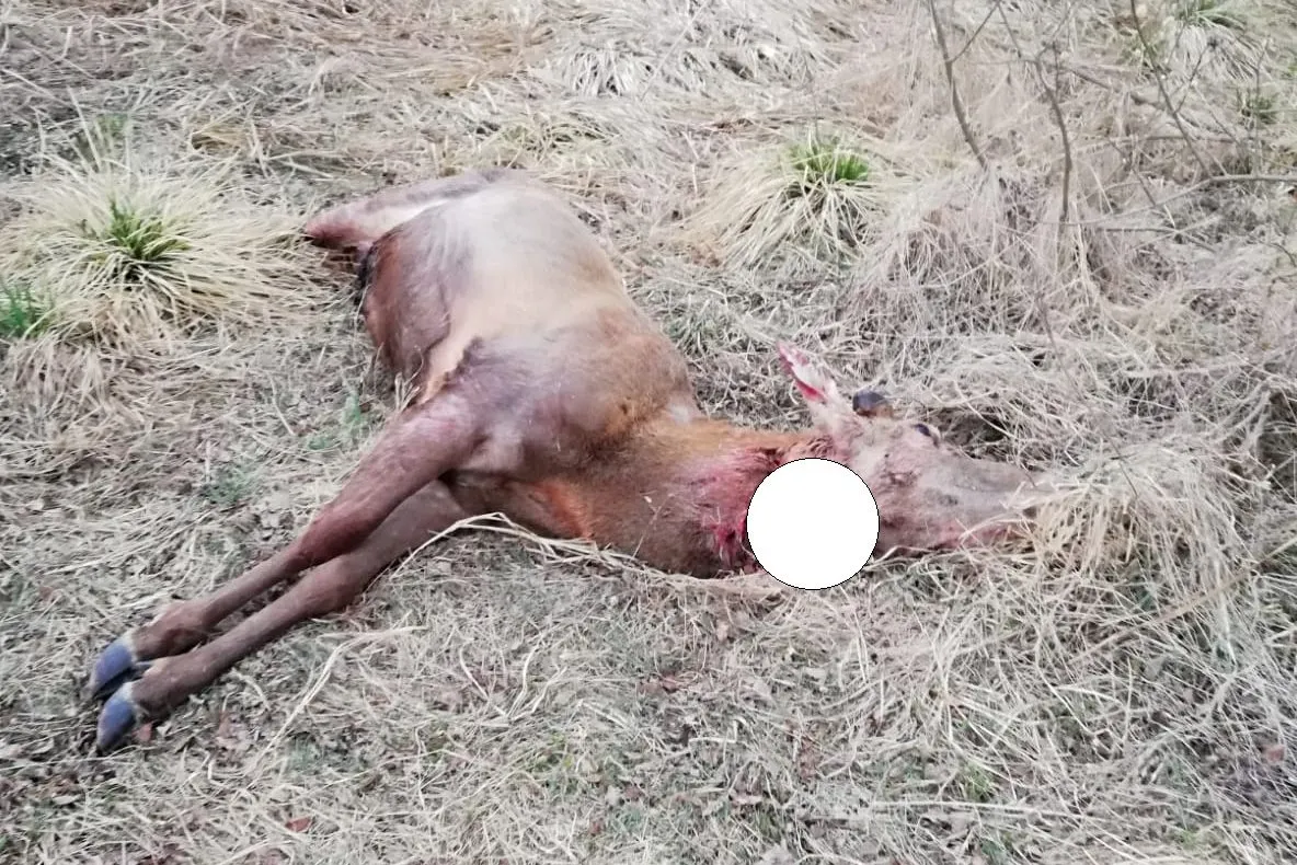 FOTO| Cerb ucis, în mod barbar, de braconieri la Zeicani. Animalul a fost decapitat