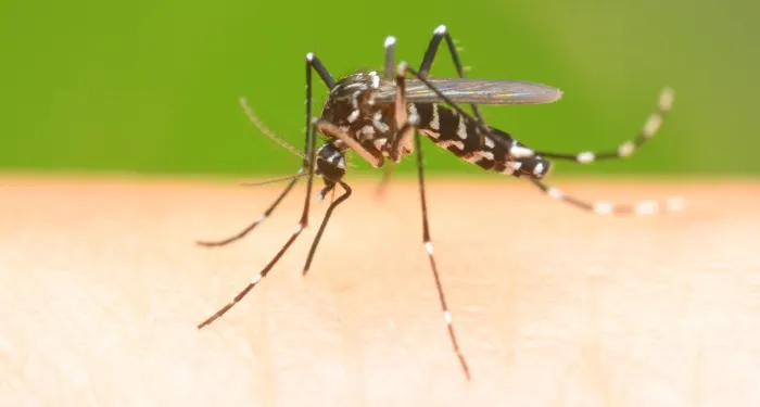 Virusul West Nile, recomandări de la DSP Hunedoara. Un caz de îmbolnăvire, confirmat şi în judeţ, vara trecută