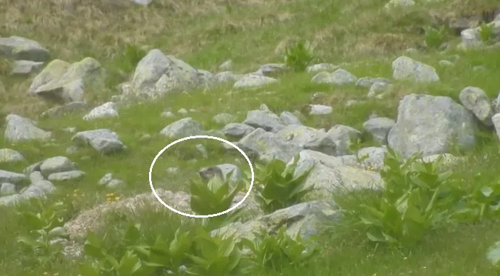 VIDEO| Întâlnire cu o marmotă, în Parcul Național Retezat