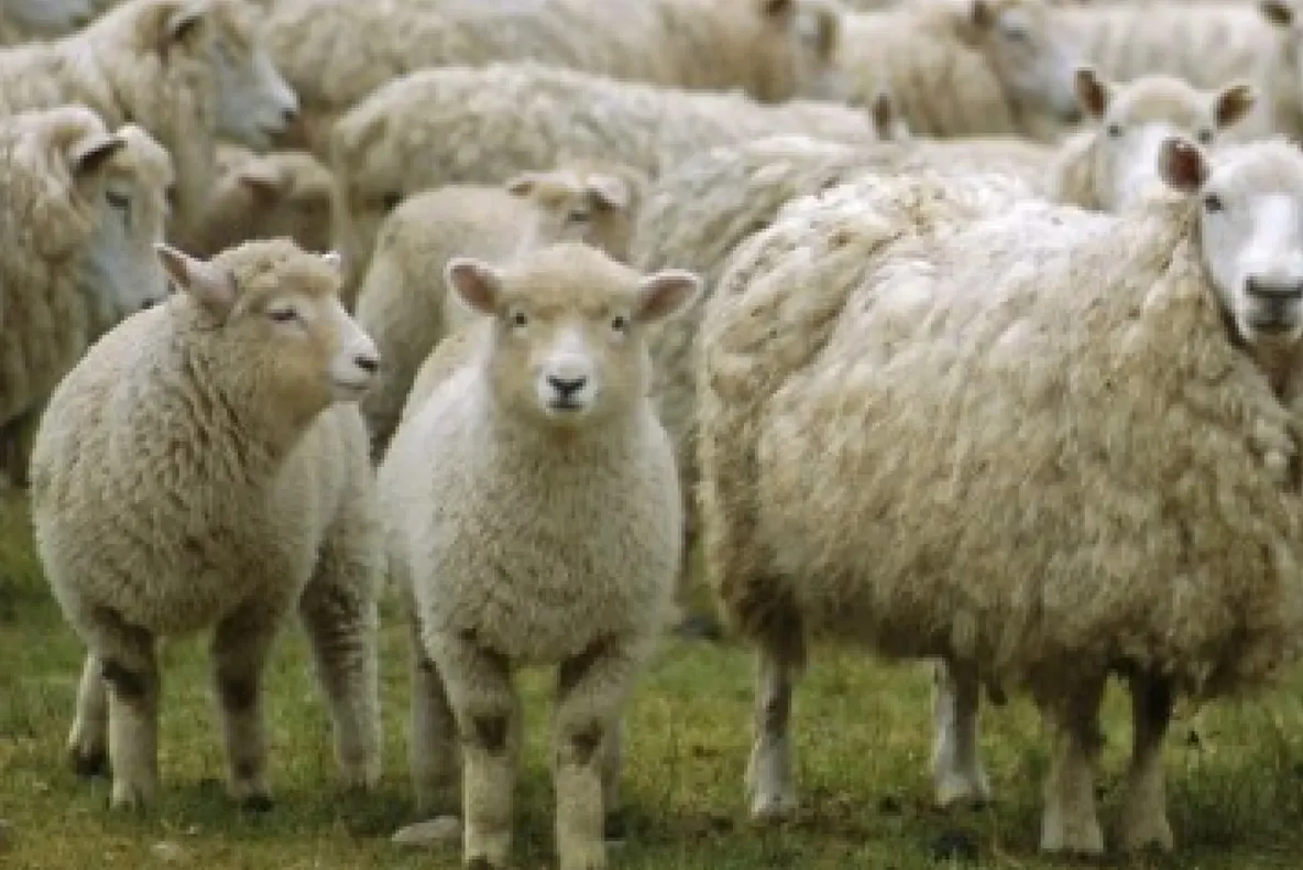 Începe campania de vaccinare împotriva variolei ovine și caprine în județul Hunedoara