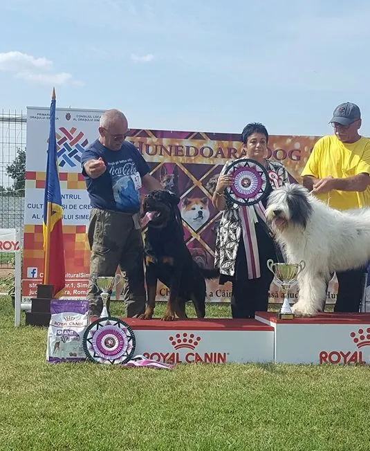 Weekend cu blănoși, la Simeria. O nouă ediție a evenimentului „Hunedoara Dog Show”