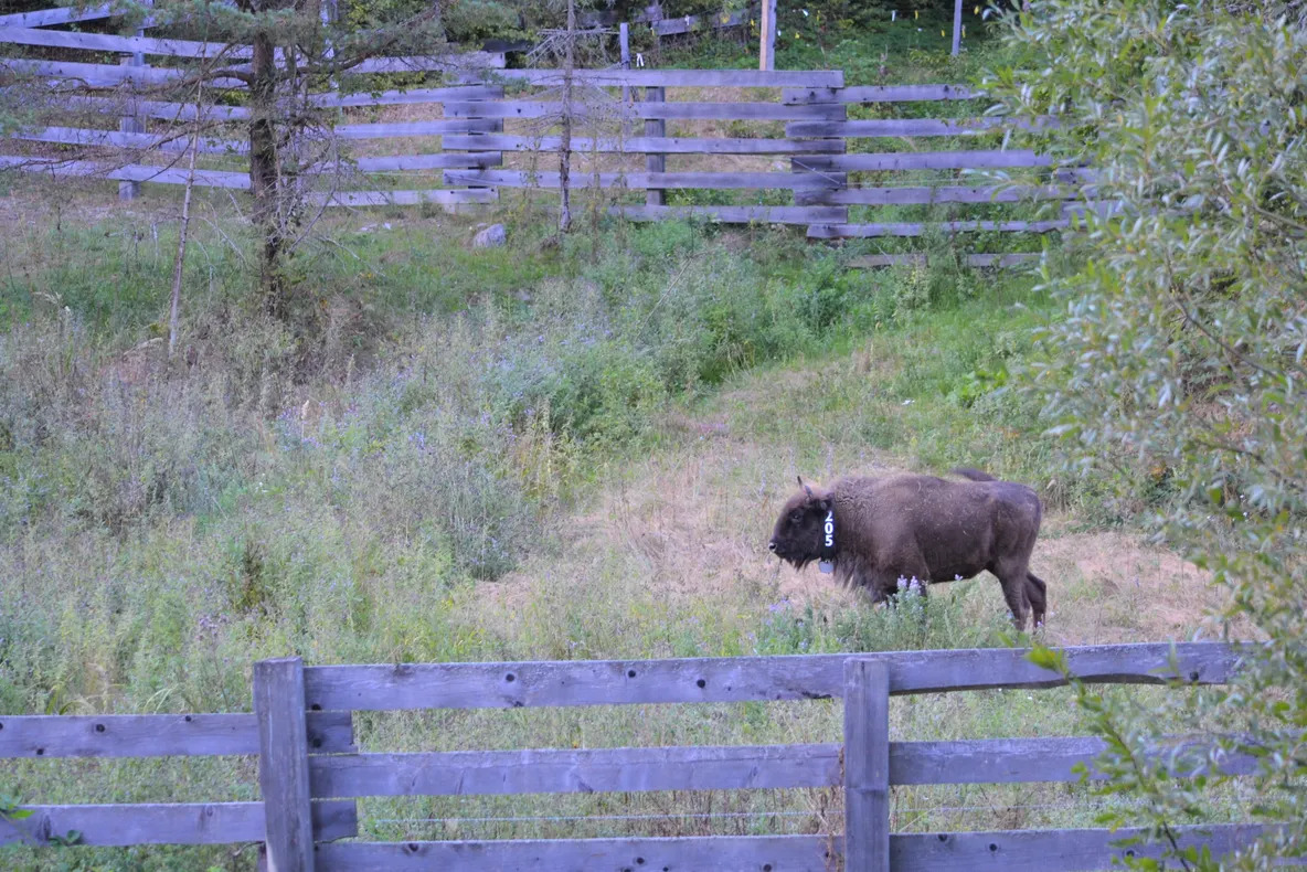 Puiul de zimbru născut, în urmă cu doi ani, la „Zoo” Hunedoara, eliberat în sălbăticie. Romarta a ajuns la Armeniș