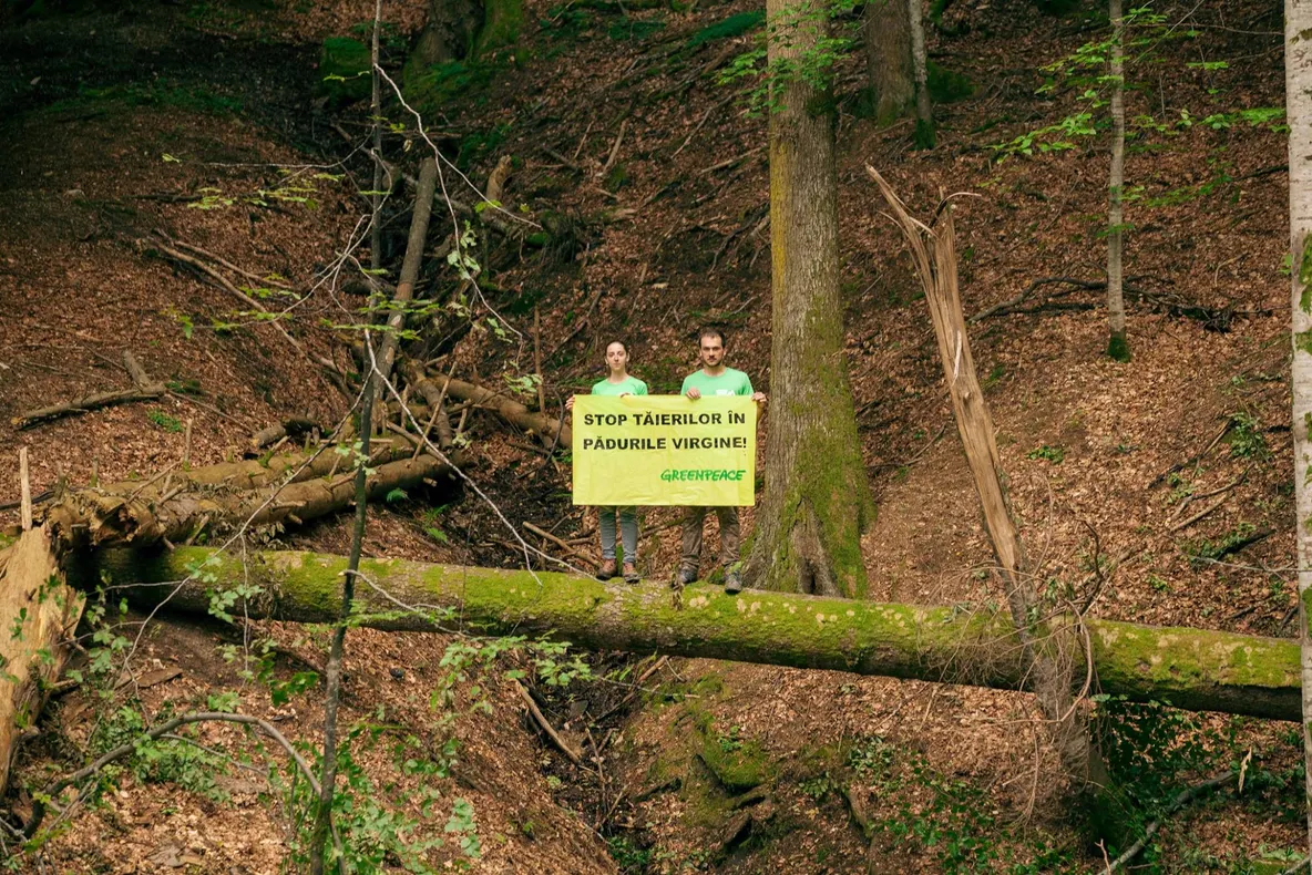 Campanie de plantare de copaci
