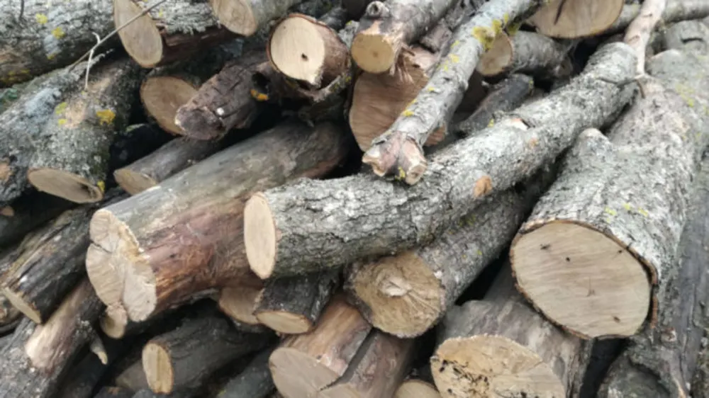 Amendat pentru că și-a însușit lemn din fondul forestier al Ocolului Silvic Retezat