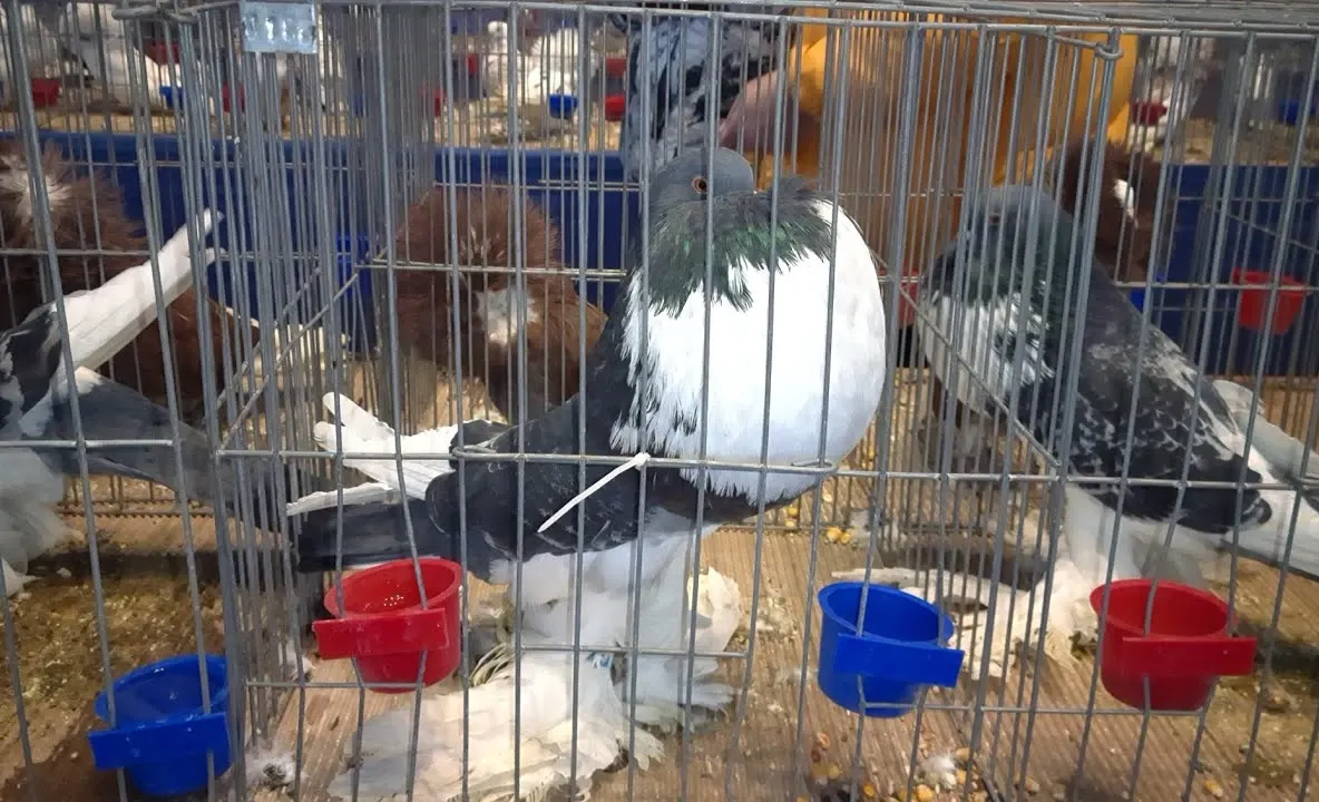 Expoziție de păsări și animale de companie la Orăștie, duminică în Piața Mare