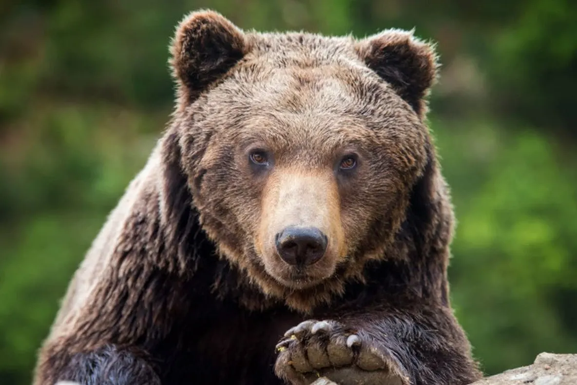 Bărbat atacat de trei urși în Hunedoara. A încercat să-și salveze vaca