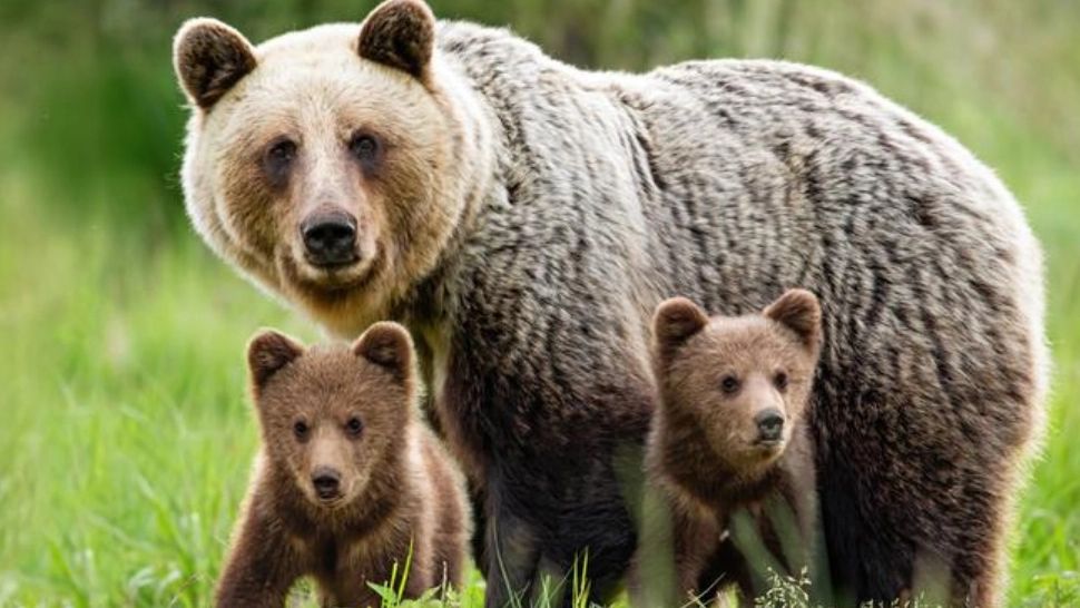 Ursoaică cu doi pui, semnalată pe o stradă din Vulcan. Autoritățile au emis RO-Alert
