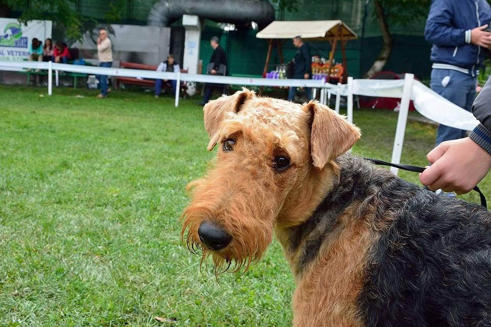 Începe „Hunedoara Dog Show”! Cei mai frumoși câini se adună pe stadionul de la Simeria