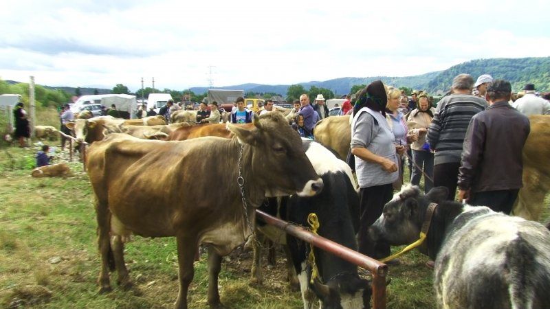 Târgul de animale de la Hațeg a fost anulat