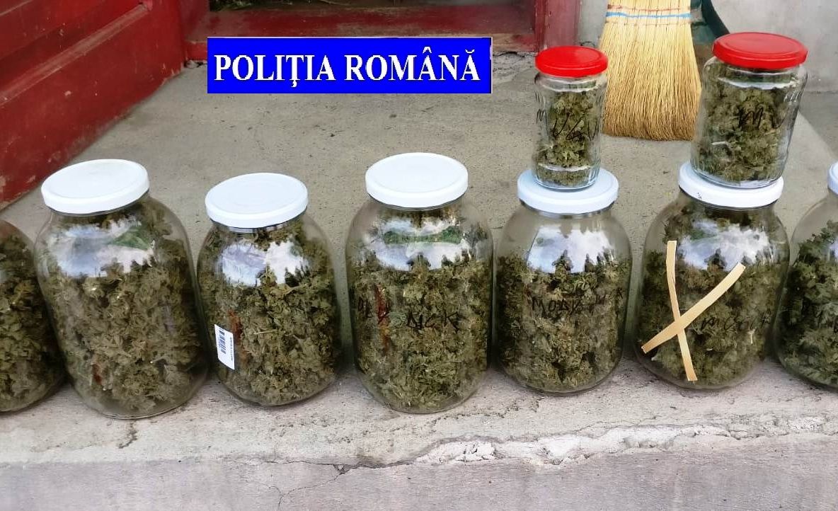 Cultură ilicită de cannabis, descoperită în urma unor percheziții la Simeria