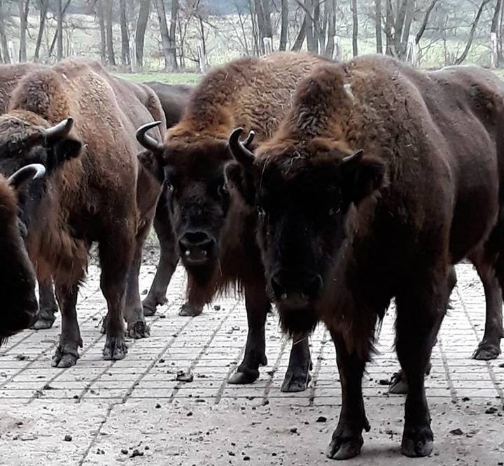 O nouă turmă de zimbri va fi adusă în România, din Germania