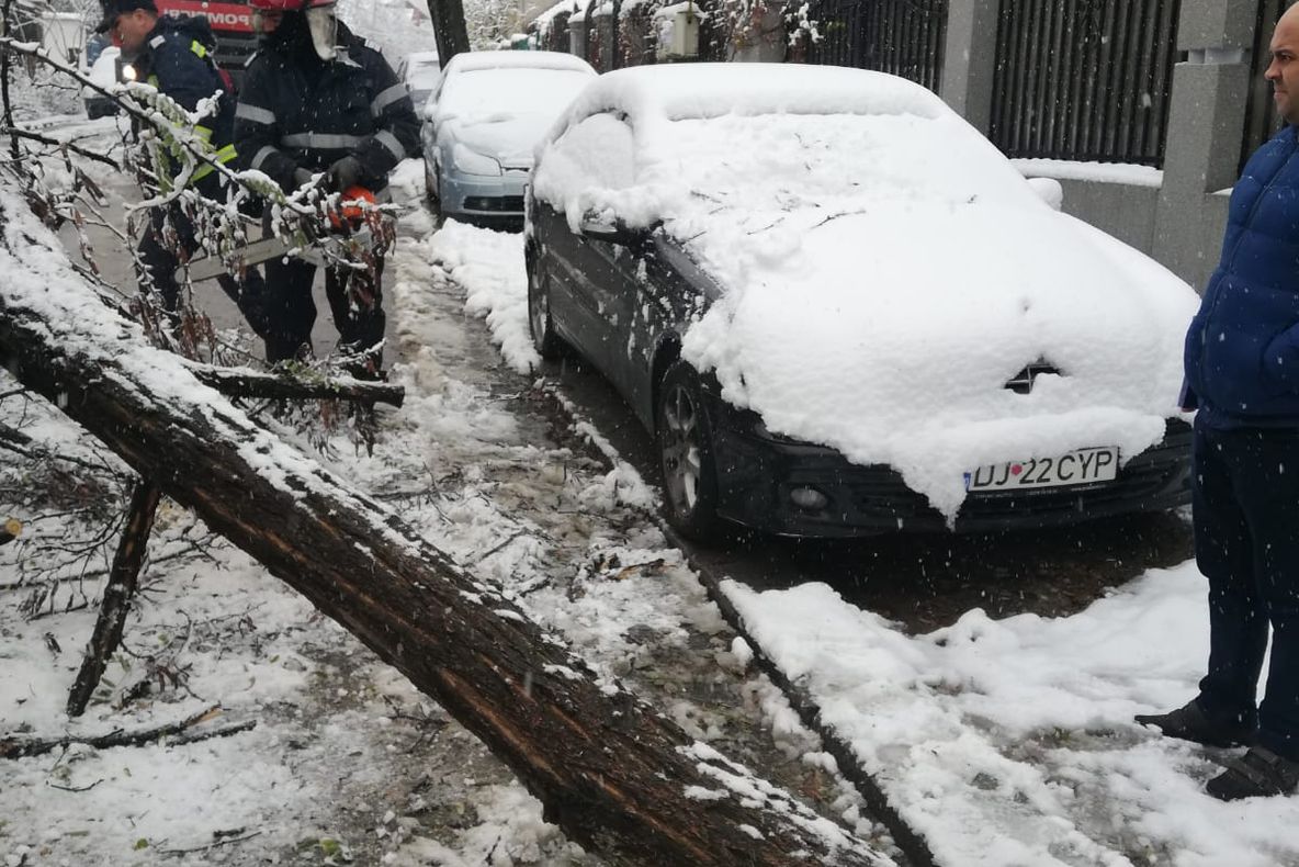 Centenar la un copac inclus în patrimoniul turistic