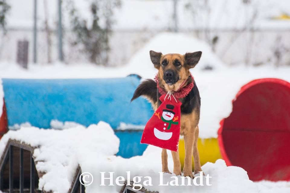 FOTO| Moș Crăciun a ajuns și la Dog Park din Deva. Daruri pentru simpaticele patrupede