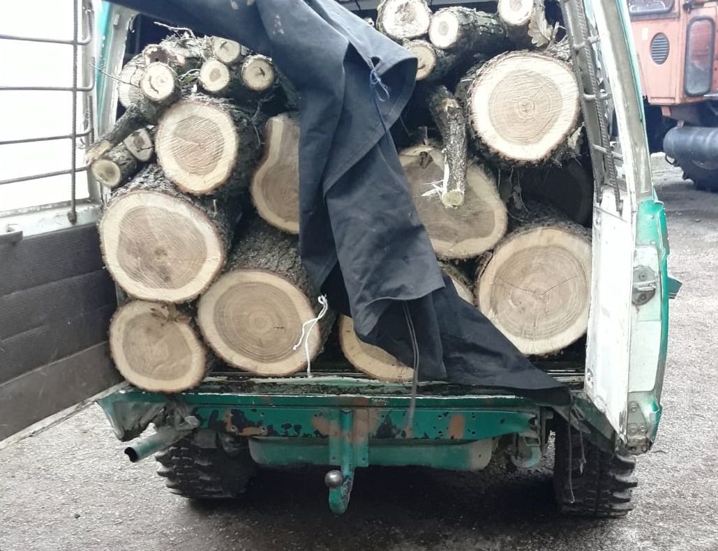 Au tăiat goruni de pe domeniul unei asociații composesorale