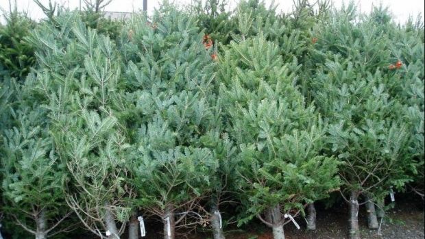 Piața de la poalele Cetății din Deva, pusă la dispoziția vânzătorilor de brazi de Crăciun