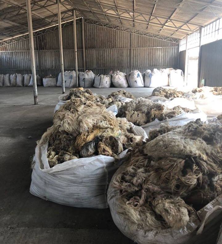 Peste 200 de fermieri din județul Hunedoara și-au primit banii pentru lână