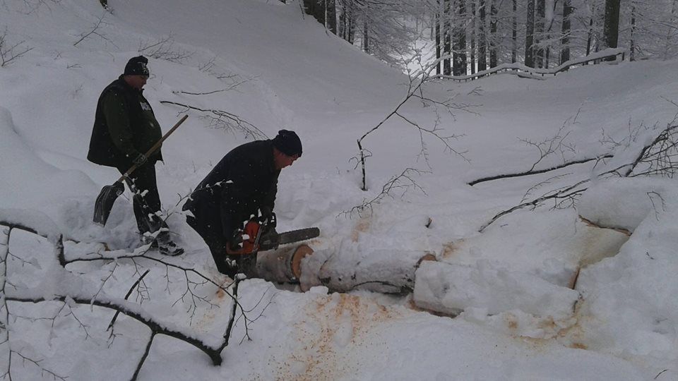 FOTO| Arborii prăbuşiţi, sub greutatea zăpezii, în situl Sarmizegetusa Regia, au fost îndepărtați