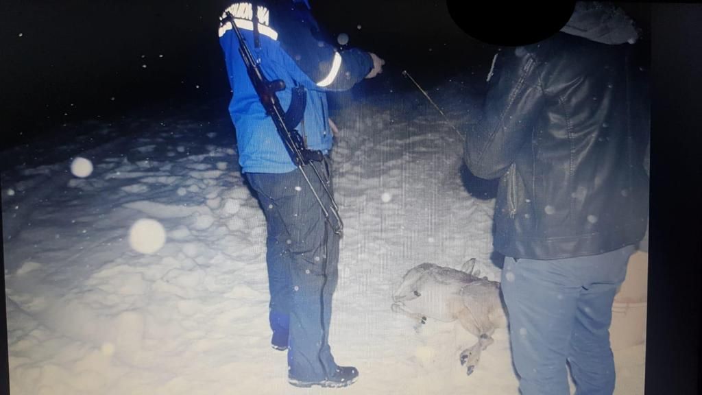 FOTO| Căprior împuşcat ilegal, abandonat pe malul râului Crişul Alb