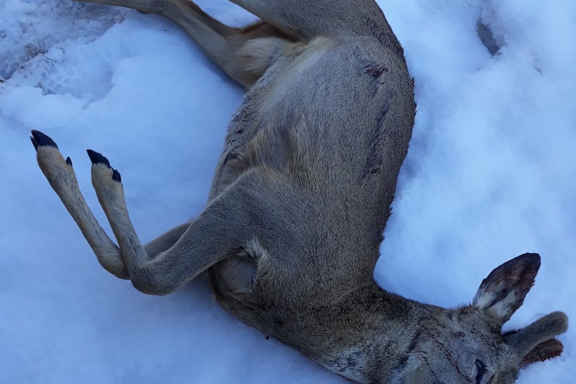 S-a aflat cine a împuşcat căpriorul abandonat pe malul Crişului Alb. Partidă de vânătoare ilegală