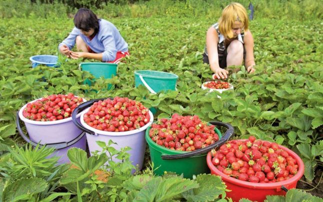 AJOFM Hunedoara: 200 de locuri de muncă în Spania, la cules de fructe