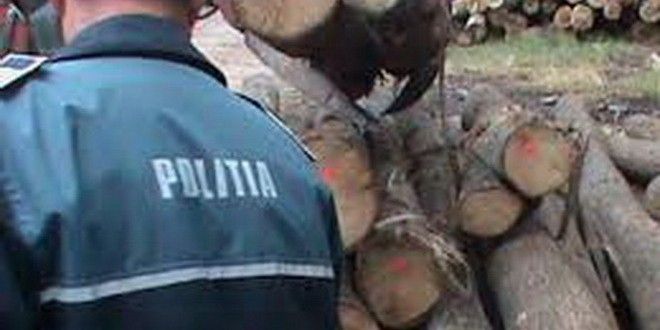 A tăiat arborii fără a deține autorizație