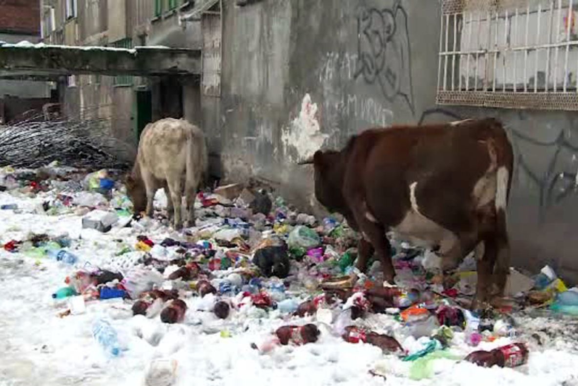 VIDEO: Vacile maidaneze caută mâncare într-un bloc dezafectat