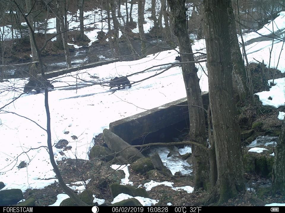 VIDEO| Urși filmați în Parcul Național Retezat. Imagini surprinse de rangeri