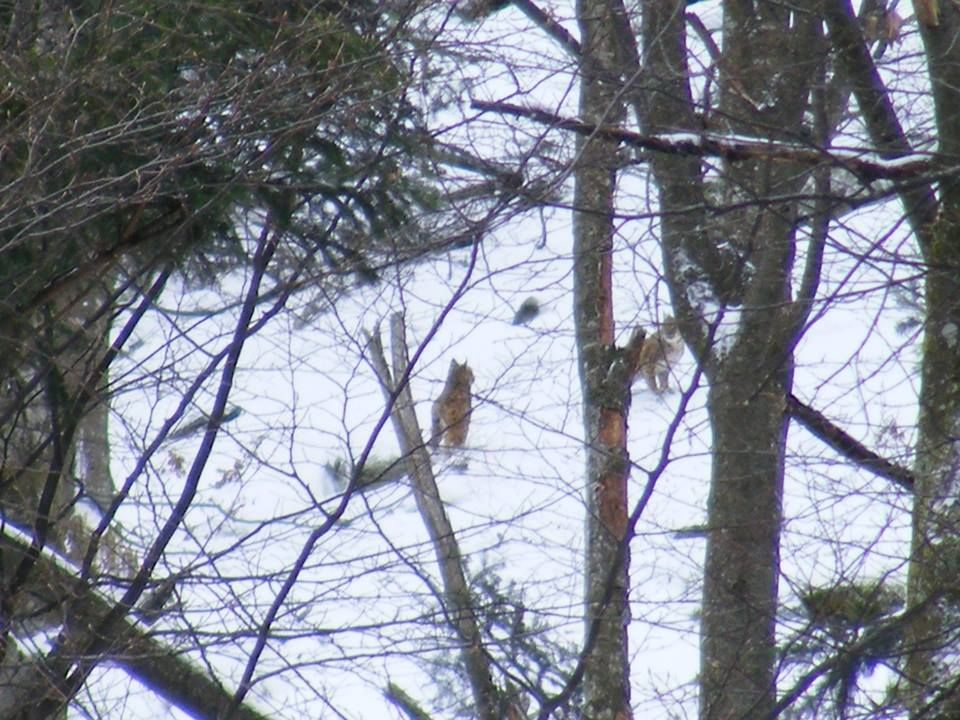 FOTO| Doi râşi, fotografiaţi la intrarea în Parcul Naţional Retezat. Imagini rare