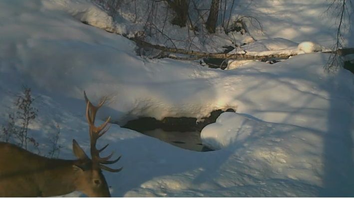 VIDEO| Cerb filmat "la piscină" de rangeri în Parcul Natural Grădiştea Muncelului -Cioclovina