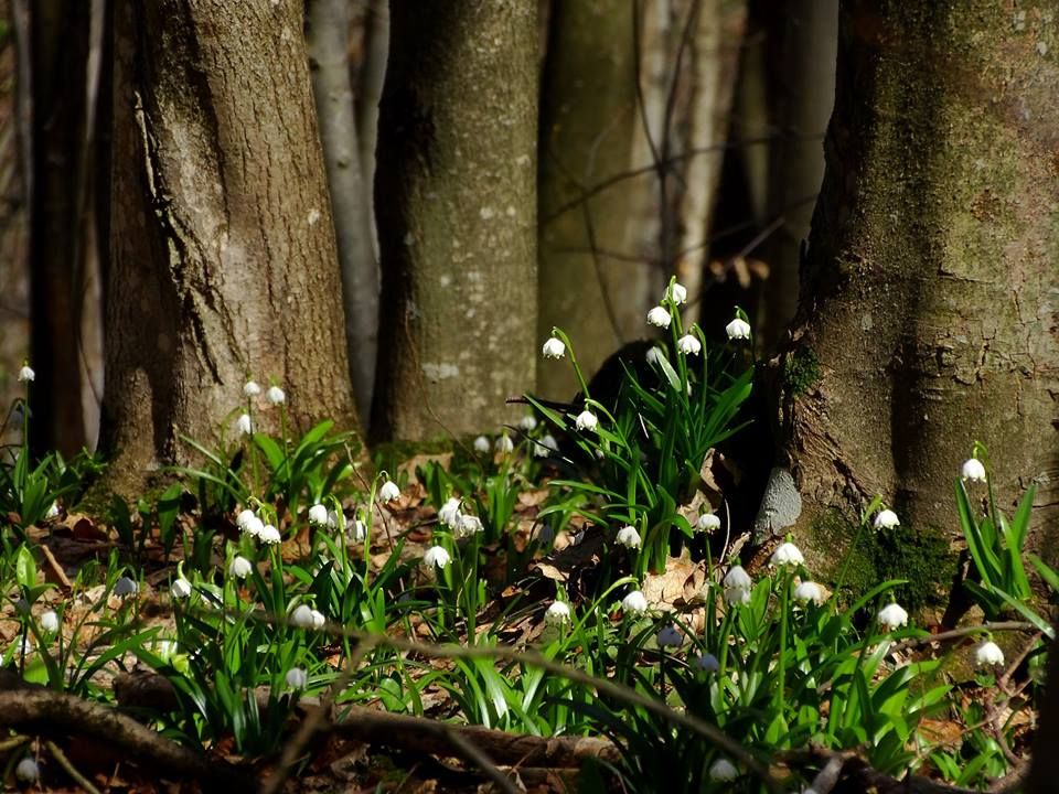 Ghioceii din  Parcul Național Grădiștea Muncelului vestesc venirea primăverii
