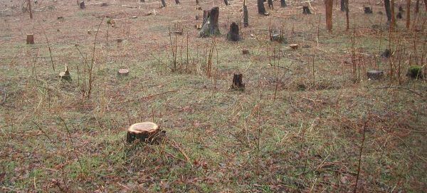 Romsilva amendată de Ministerul Mediului