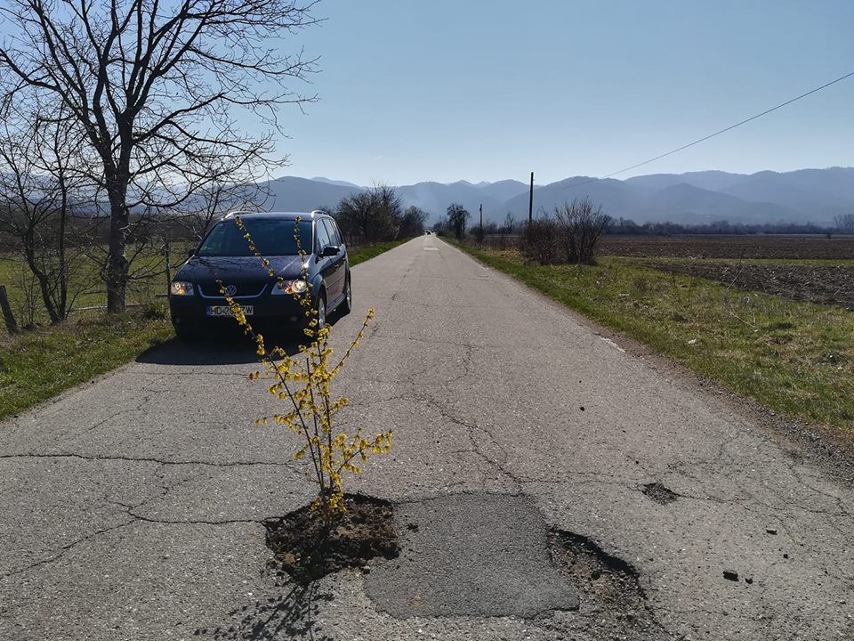 “Dacă mergeți spre Sibișel, nu uitați să udați pomii!”. Copaci plantați în gropile de pe drum, în semn de protest