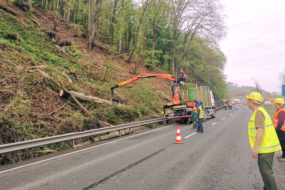 FOTO| Drumarii au curățat DN 7 de copacii care riscau să se prăbușească