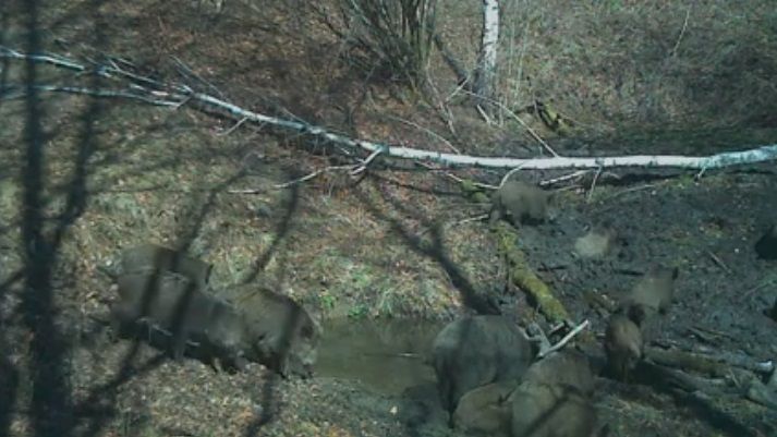 VIDEO| Bucurie la „piscină”. Mistreţi filmaţi în Parcul Natural Grădiştea Muncelului -Cioclovina