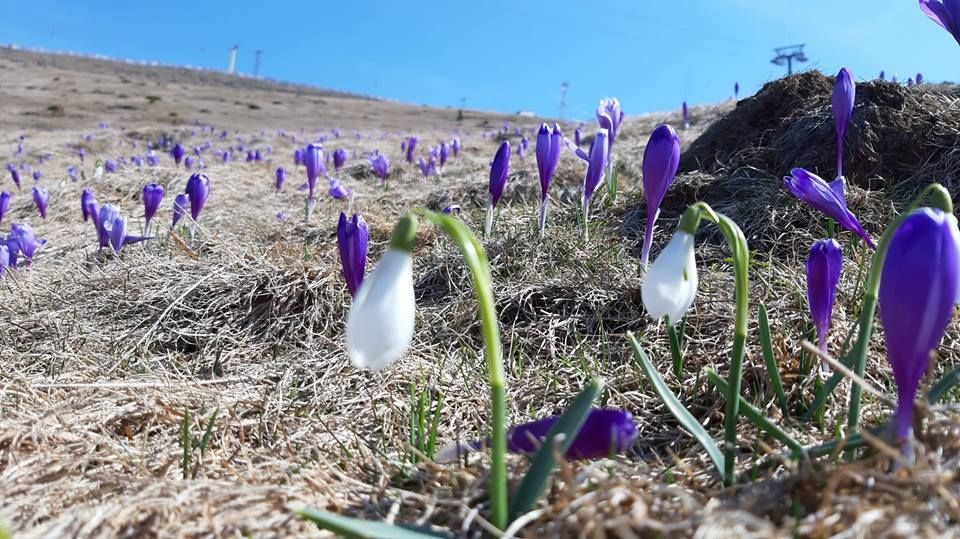 FOTO: Primăvara își face simțită prezența și în stațiunile montane ale Văii Jiului