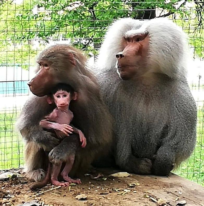 FOTO| Locatar nou la Grădina Zoologică din Hunedoara. S-a născut un pui de babuin