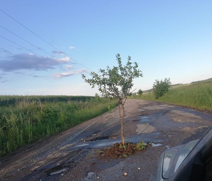 Pe un drum din județul Hunedoara, „cresc”...  pomi cu fructe. „Haideți la Vaidei-Pișchinți! Avem prune! De gropi, să nu mai zic!”