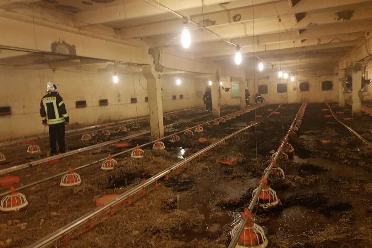 FOTO-VIDEO| Incendiu la o hală din cadrul unei ferme avicole din Mintia. Mii de pui au pierit