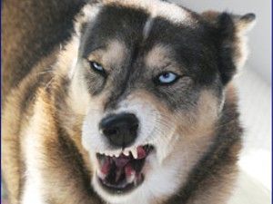 Polițiști aflați în misiune au fost atacați de un câine