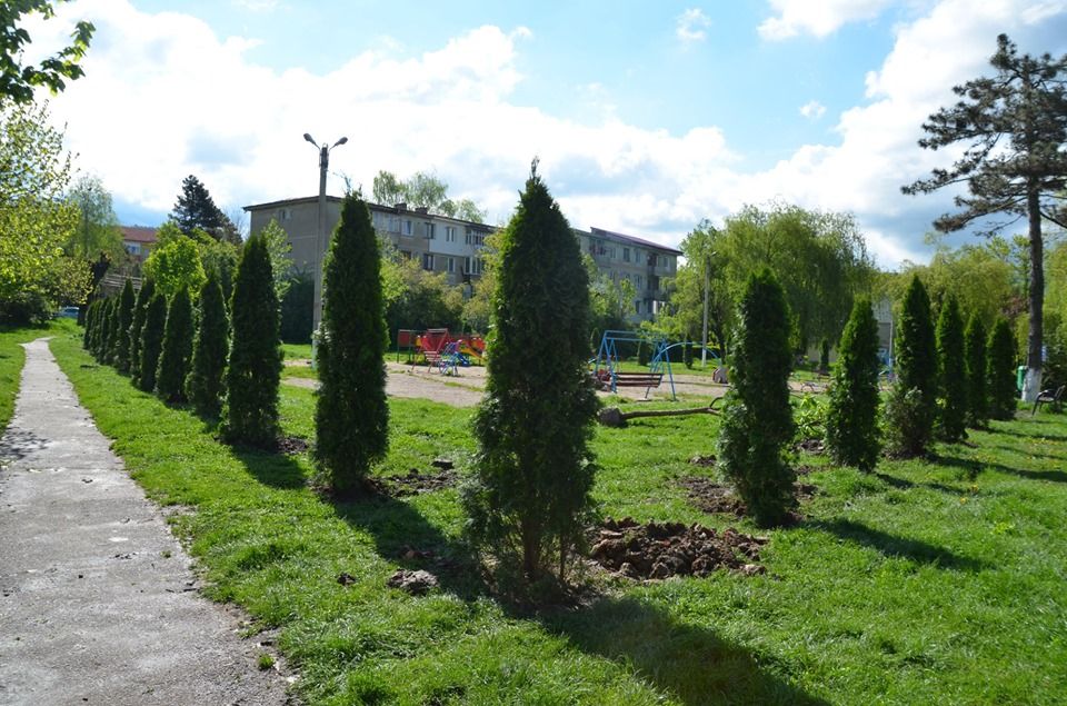 Sute de pomi au fost plantați în municipiul Petroșani