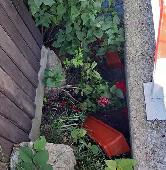 FOTO| Ghivece stradale cu flori, vandalizate. „Indivizi certați cu legea le-au smuls și le-au aruncat”